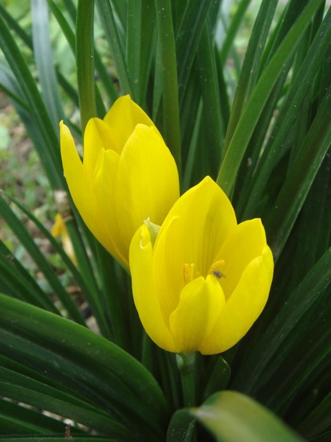 Sternbergia lutea fleur